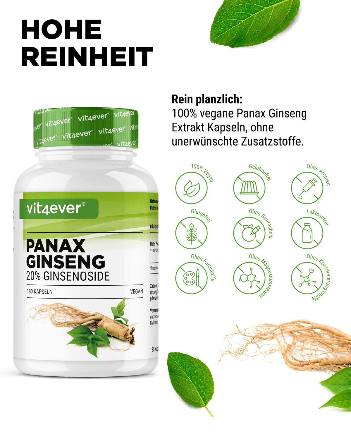 Roter Panax Ginseng